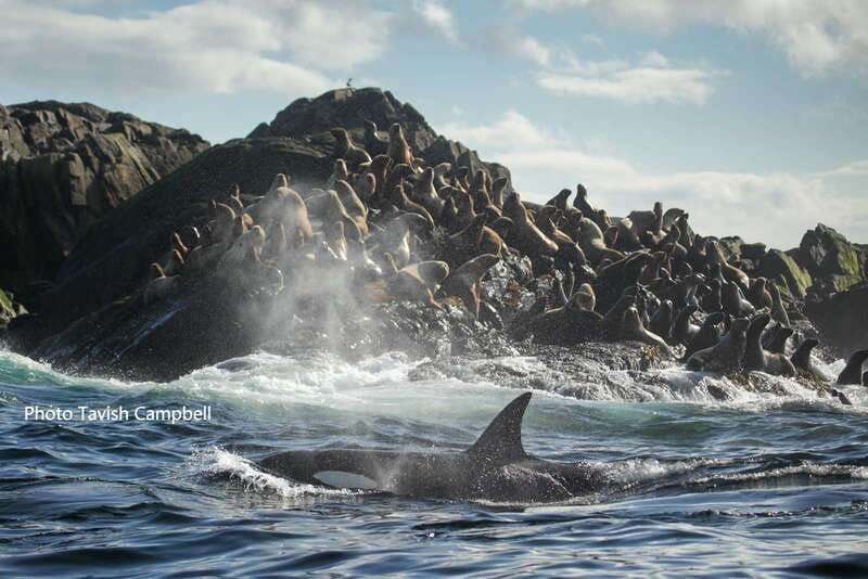 Campbell River: Salish Sea Whale Watching Adventure - Bald eagles and the coastal birdlife