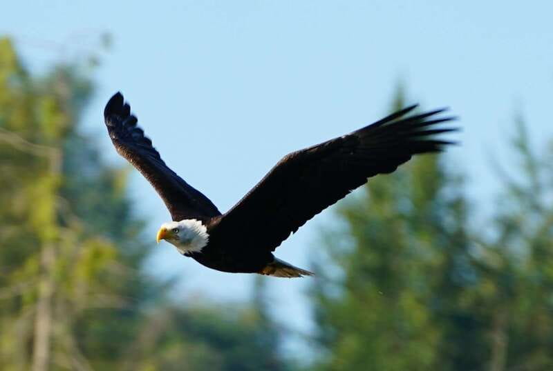 Campbell River: Salish Sea Whale Watching Adventure - Homalco stories and a stronger sense of place