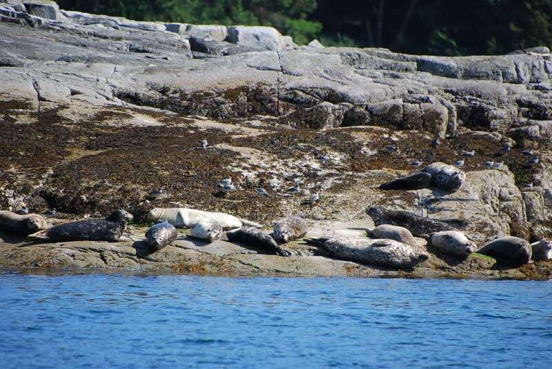 Campbell River: Salish Sea Whale Watching Adventure - What the four-hour schedule feels like