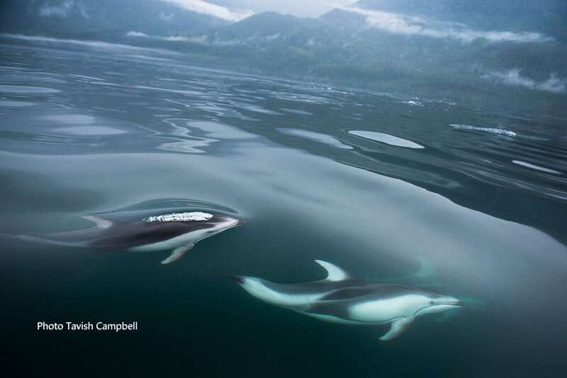 Campbell River: Salish Sea Whale Watching Adventure - Watching for humpbacks and orcas