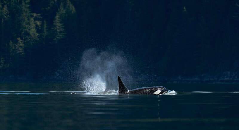 Campbell River: Whale Watching and Wildlife Viewing Day Tour - Choosing between the covered boat and the Zodiac