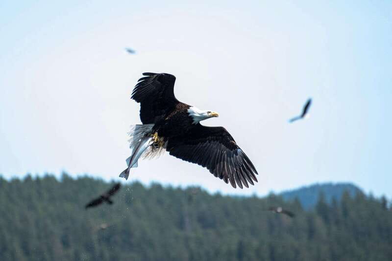 Campbell River: Whale Watching and Wildlife Viewing Day Tour - Lunch, hot drinks, and a welcome pause ashore
