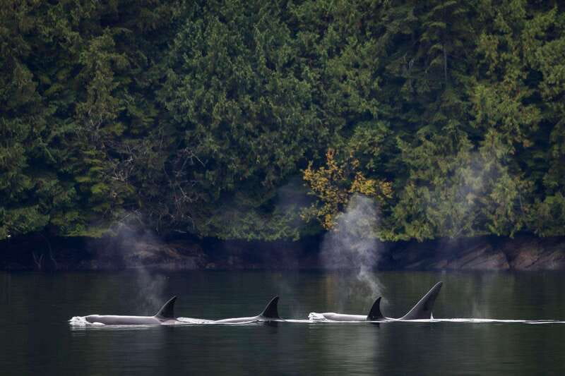 Campbell River: Whale Watching and Wildlife Viewing Day Tour - Should you book the Campbell River whale-watching day tour?