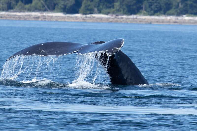 Campbell River: Whale Watching Cruise with Lunch - Key points to know before you go