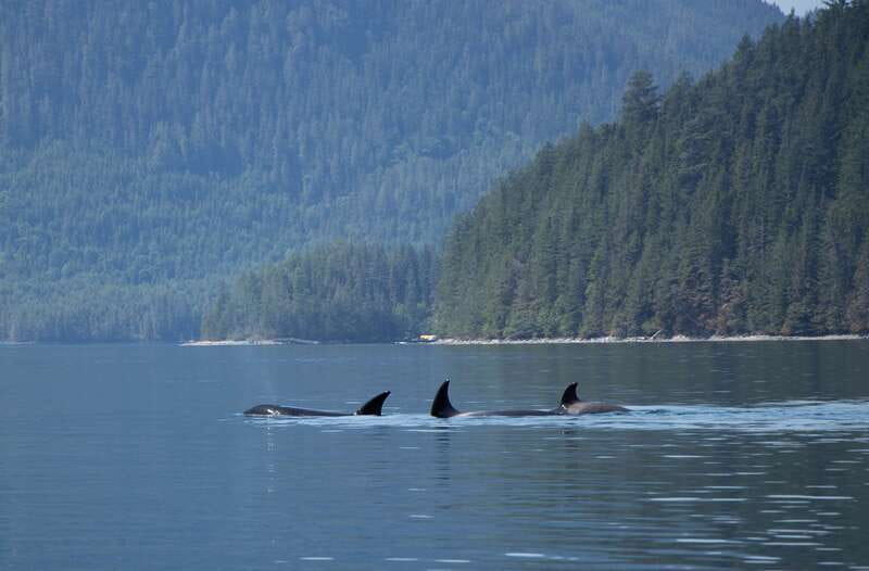 Campbell River: Whale Watching Cruise with Lunch - What the wildlife search can look like
