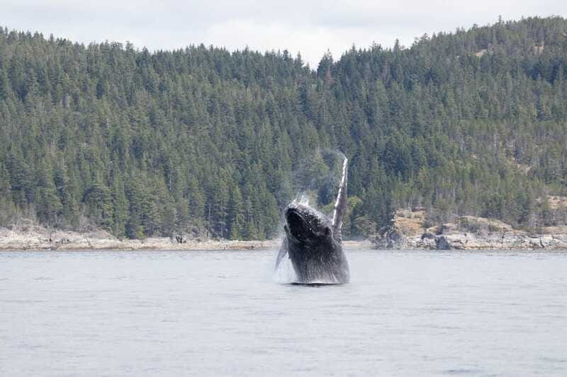 Campbell River: Whale Watching Cruise with Lunch - When to book and how to keep plans flexible
