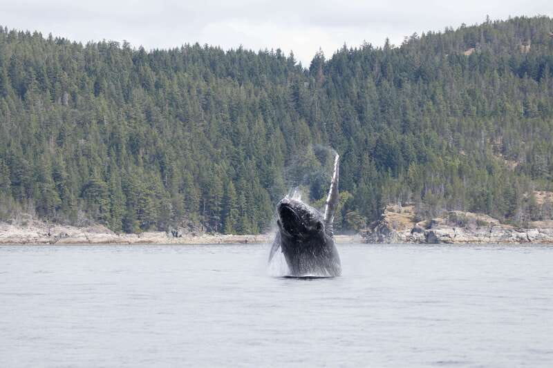 Campbell River: Whale Watching Cruise with Lunch - Why a six-hour trip changes the whale-watching day