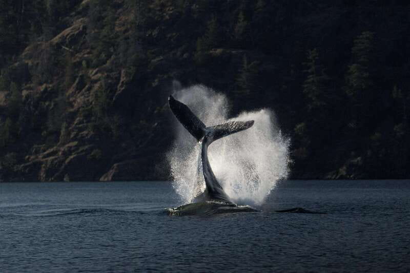 Campbell River: Whale & Wildlife Discovery Cruise - Why Campbell River works so well for whale watching