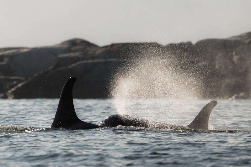 Campbell River: Whale & Wildlife Discovery Cruise - Choosing between the covered boat and the zodiac