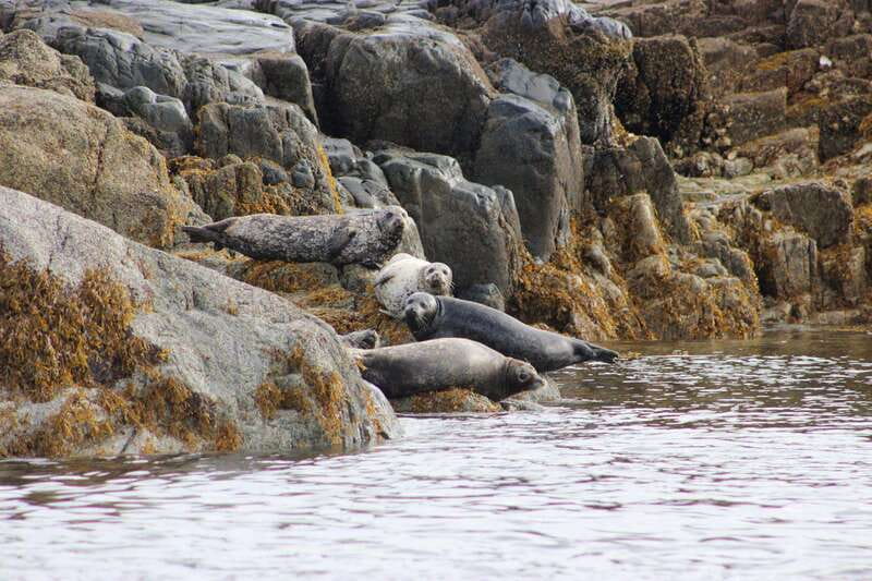 Campbell River: Whale & Wildlife Discovery Cruise - Whales, orcas, and the luck of the day