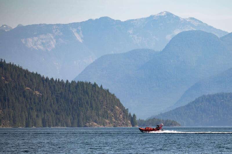 Campbell River: Whale & Wildlife Discovery Cruise - The supporting cast: sea lions, bears, dolphins, and eagles