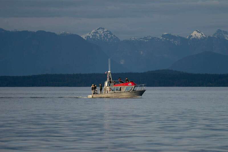 Campbell River: Whale & Wildlife Discovery Cruise - Meeting at Discovery Harbour Marina