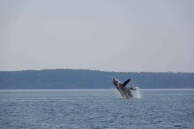 Campbell River: Whale & Wildlife Discovery Cruise - What the four-hour route is like