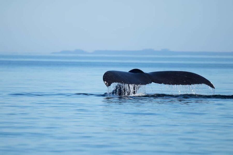 Campbell River: Whales and Wildlife Boat Tour with Snacks - Key points at a glance