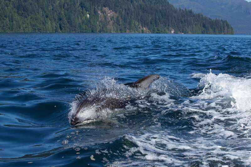 Campbell River: Whales and Wildlife Boat Tour with Snacks - Leaving Campbell River from Discovery Harbour Marina