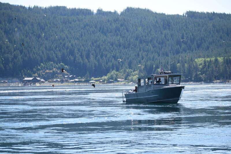 Campbell River: Whales and Wildlife Boat Tour with Snacks - Summer whales and dolphins on Discovery Passage