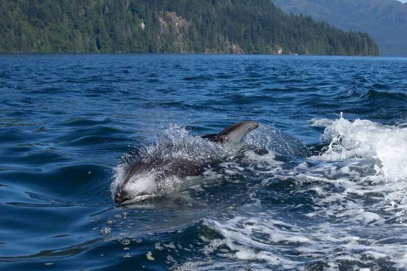 Campbell River: Whales and Wildlife Boat Tour with Snacks - Spring and fall bring a different kind of wildlife