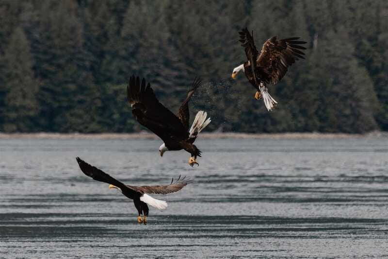 Campbell River: Whales and Wildlife Boat Tour with Snacks - What four hours feels like on the water