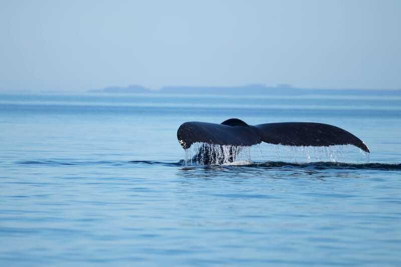 Campbell River: Whales and Wildlife Boat Tour with Snacks - Why the captain can make or break the outing