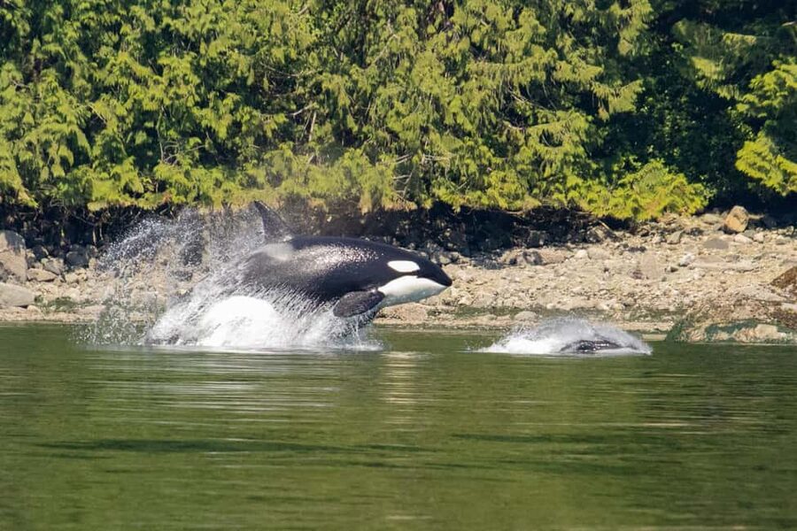 Campbell River: Whales and Wildlife Boat Tour with Snacks - A 30-foot boat built for changing weather