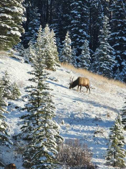 Canmore/Banff: Explore Banff & Wildlife - Lake Minnewanka and the final scenic stop