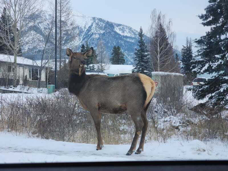 Canmore/Banff: Explore Banff & Wildlife - How the wildlife search really works