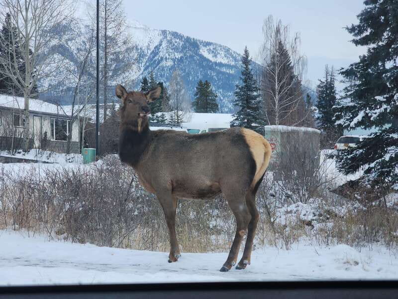 Canmore/Banff: Explore Banff & Wildlife - Surprise Corner and the Fairmont Banff Springs