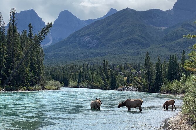 Canmore Cowboys and Coal Miners History Tour - 2H Walk - Following the Bow River and old bridges