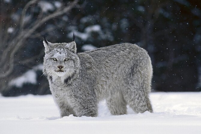 Canmore: Lost Towns and Untold Stories Hiking Tour - 3hrs - Wildlife, plants, and the need to stay alert
