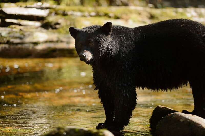 Canmore: PRIVATE SAFARI Drive to BANFF Park & Nature Walk - The one-hour walk changes with weather and fitness