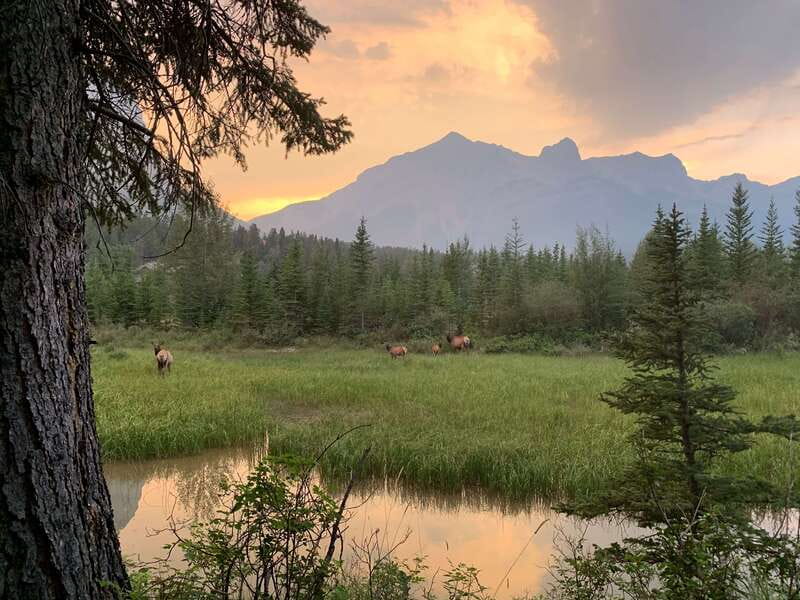 Canmore: PRIVATE SAFARI Drive to BANFF Park & Nature Walk - Is $438 good value for four people?
