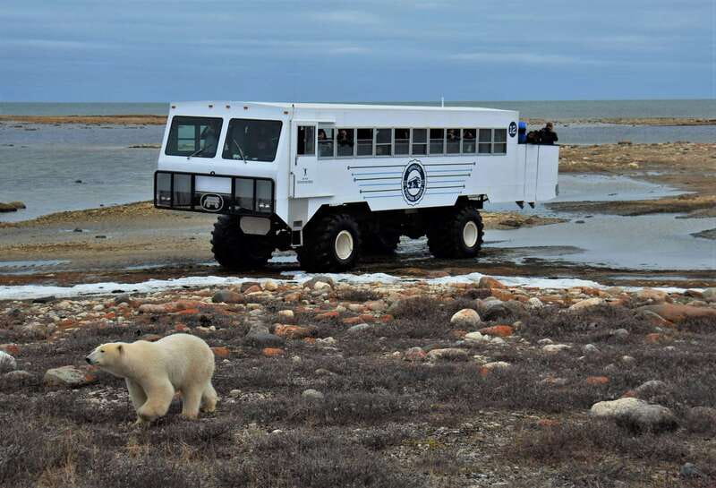 Churchill: Exclusive Tundra Buggy Day Trip - The six-hour summer trip has a different rhythm