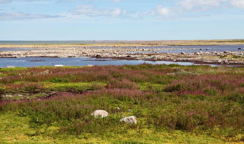 Churchill: Exclusive Tundra Buggy Day Trip - Searching for bears, foxes, birds, and Arctic plants