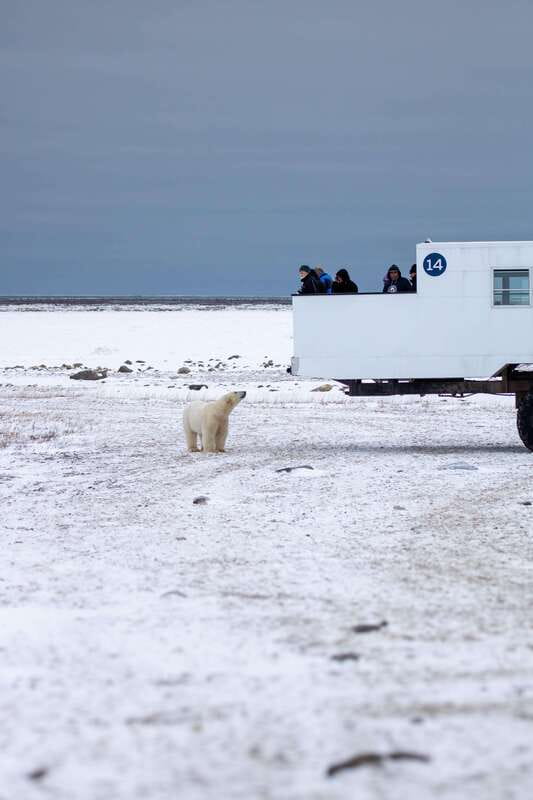 Churchill: Exclusive Tundra Buggy Day Trip - The best parts of the day are often the unscripted ones