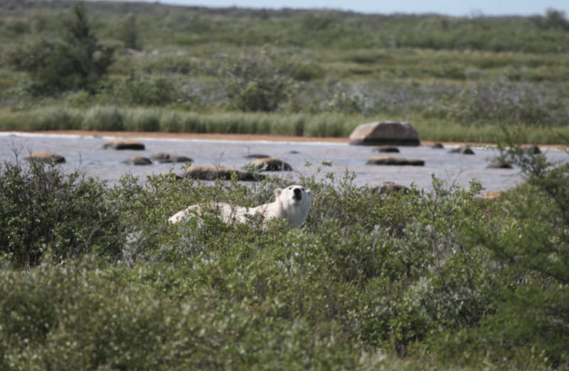 Churchill: Exclusive Tundra Buggy Day Trip - Lunch, refreshments, and the practical side of eight hours