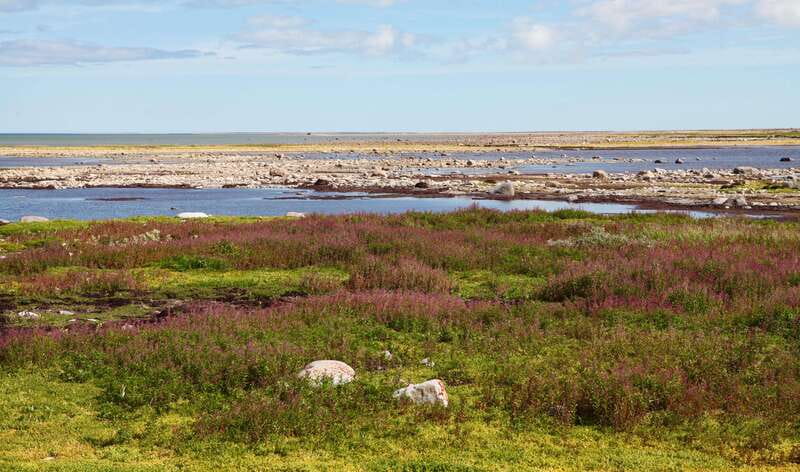 Churchill: Exclusive Tundra Buggy Day Trip - What the autumn eight-hour trip is really about