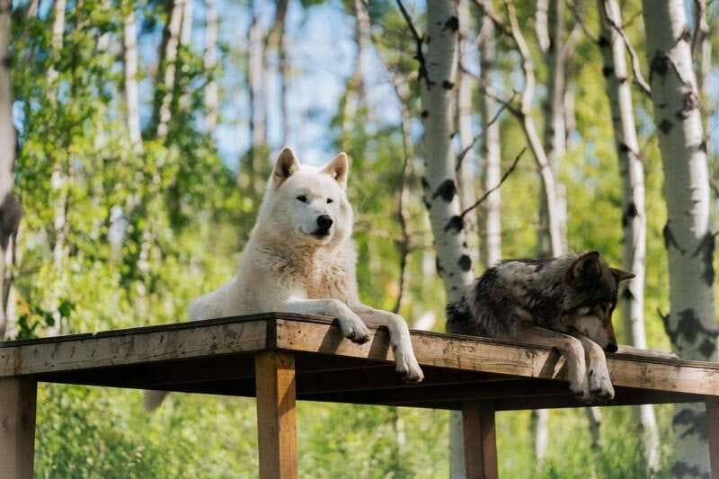 Cochrane: Yamnuska Wolfdog Sanctuary Tour - How to make the most of your visit