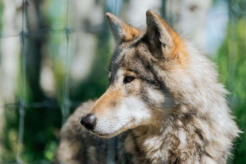 Cochrane: Yamnuska Wolfdog Sanctuary Tour - Entering the enclosure behind the short barrier