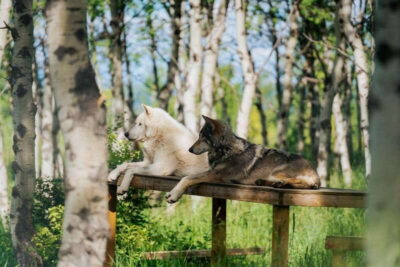 Cochrane: Yamnuska Wolfdog Sanctuary Tour