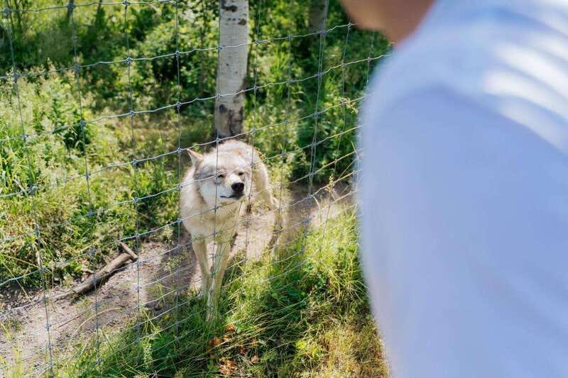 Cochrane: Yamnuska Wolfdog Sanctuary Tour - The self-guided walk adds useful time