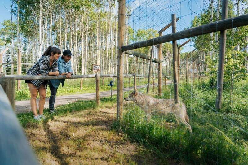Cochrane: Yamnuska Wolfdog Sanctuary Tour - What to wear, and what to leave at home