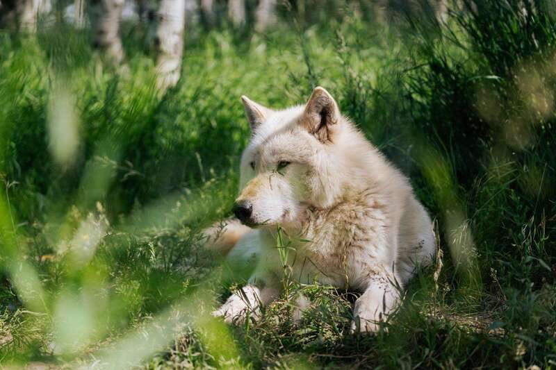 Cochrane: Yamnuska Wolfdog Sanctuary Tour - Who will enjoy this most