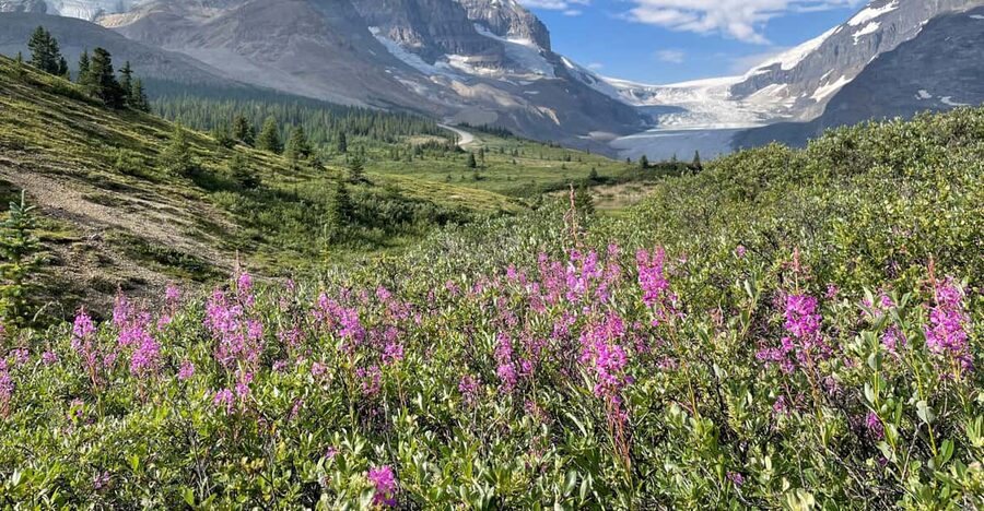 Columbia Icefield: Guided Glacier Hike - Who should book this hike?