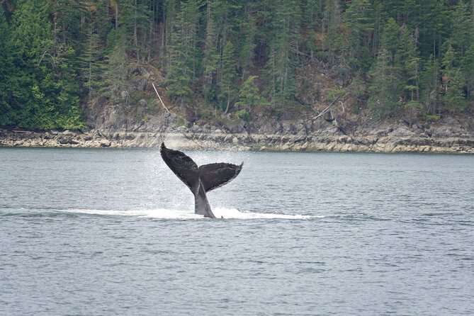 Covered Boat Whale Watching 4-Hour Tour from Campbell River - Four Hours on Campbell River’s Coastal Waters