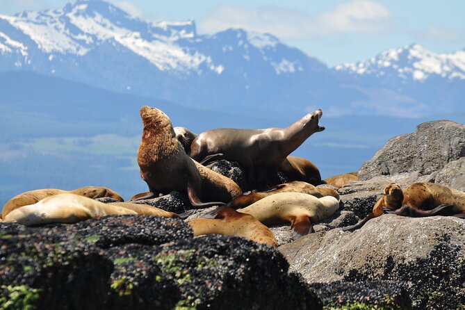 Covered Boat Whale Watching 4-Hour Tour from Campbell River - Should You Book the Campbell River Whale-Watching Tour?