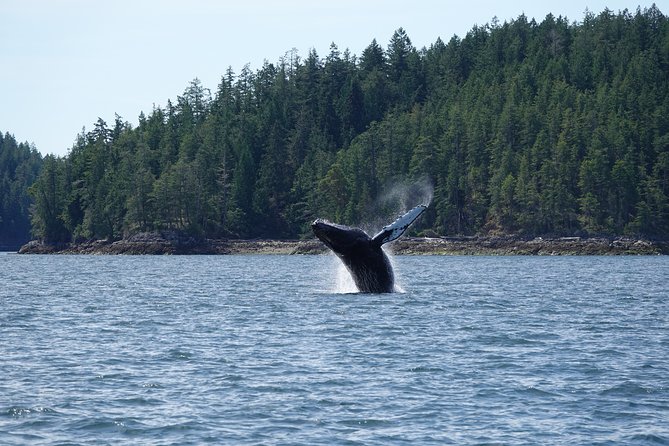 Covered Boat Whale Watching 6-Hour Tour from Campbell River - Six hours on Campbell River’s coastal waters