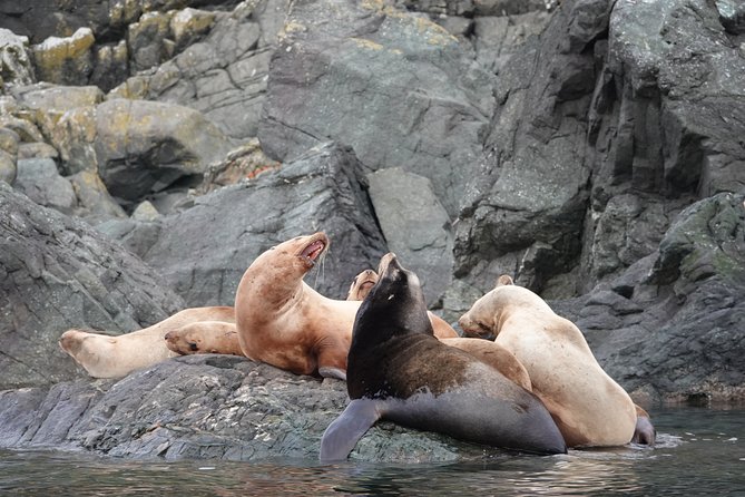 Covered Boat Whale Watching 6-Hour Tour from Campbell River - What to watch for beyond whales