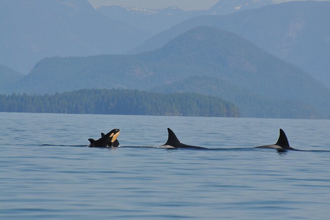 Covered Boat Whale Watching 6-Hour Tour from Campbell River - The southern route and Cape Mudge Lighthouse