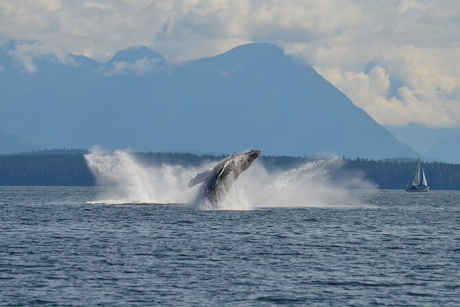 Covered Boat Whale Watching 6-Hour Tour from Campbell River - What the $270.91 price buys you