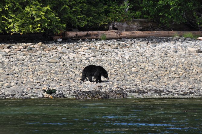 Covered Boat Whale Watching 6-Hour Tour from Campbell River - Comfort, clothing, and family appeal